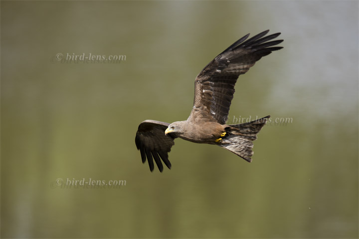 Black Kite